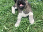 Americká akita
