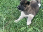 Americká akita