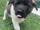 Americká akita