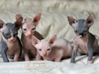 Kanadský sphynx bez PP