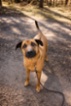 Rhodéský ridgeback