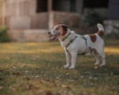 Jack Russell teriér