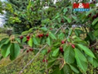 Prodej chaty, 40 m², zahrada, Litoměřice
