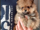 Pomeranian holčička