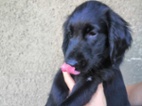 Štěňátko Flat Coated Retriever s PP