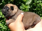 Mops - Štěňátka