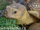 ŽELVY OSTRUHATÉ – vlastni odchov!
