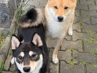 Shiba-inu štěňata