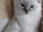 Ragdoll kocourek