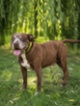Americký pitbulteriér