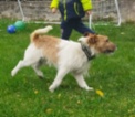 Jack Russell teriér