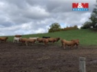 Prodej pole v Jabloňanech
