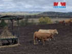 Prodej pole v Jabloňanech