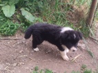 Border kolie bez PP