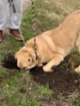 Pes z útulku