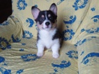 Welsh Corgi-fenečky