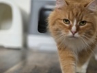 Simba