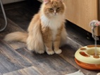 Simba