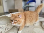 Simba