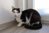 Kočka domácí