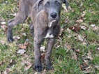 Štěně amerického staforda X cane corso