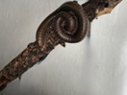 Mnohonožky Telodeinopus aoutii