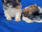 Shih-tzu 