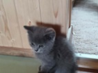 Krásná skotska klapouchá kočička modrá