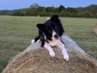 Border kolie
