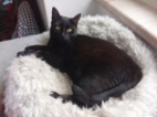 Kočka domácí