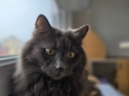 Alinka