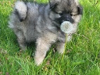 Německý špic střední štěňátka s PP FCI