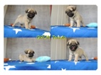 MOPS s PP.FCI.