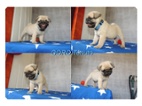 MOPS s PP.FCI.