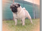 MOPS s PP.FCI.