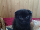 Krásný kocour skotský klapouchy černý