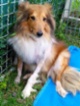 Šeltie