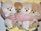 Německý špic trpasličí (Pomeranian)