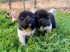 Americká akita