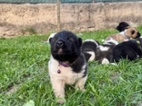 Americká akita