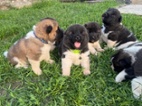 Americká akita