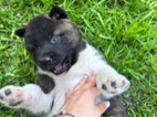 Americká akita