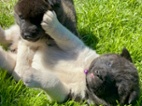 Americká akita