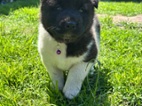 Americká akita