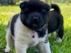 Americká akita