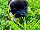 Americká akita