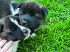 Americká akita