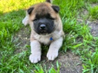 Americká akita