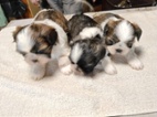 Shih tzu štěnátka