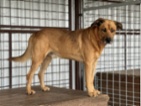 Rhodéský ridgeback